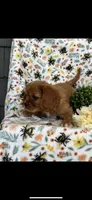 Beauty , a female Cavalier King Charles Spaniel for sale in Sturgis, MI – 6 of 6