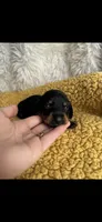 Scarlett, a female Miniature Dachshund for sale in Sturgis, MI – 4 of 4