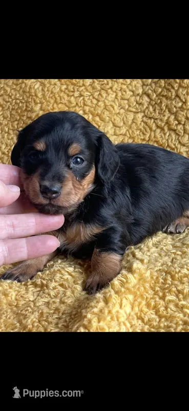 Flora – Miniature Dachshund puppy for sale in Sturgis, MI
