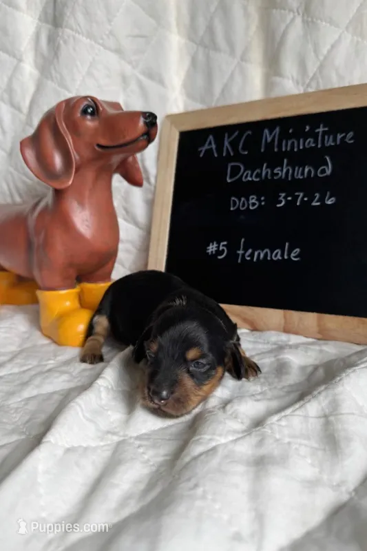 Flora – Miniature Dachshund puppy for sale in Sturgis, MI