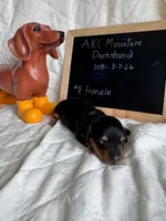 Flora, a female Miniature Dachshund for sale in Sturgis, MI – Photo 2 of 4