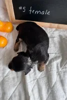 Flora, a female Miniature Dachshund for sale in Sturgis, MI – Photo 3 of 4