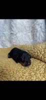 Stephen , a male Miniature Dachshund for sale in Sturgis, MI – 2 of 3