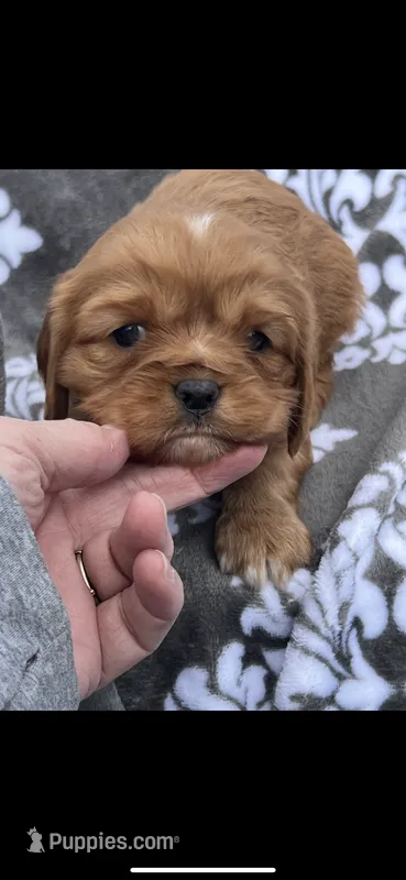 Beauty  – Cavalier King Charles Spaniel puppy for sale in Sturgis, MI