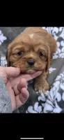 Beauty , a female Cavalier King Charles Spaniel for sale in Sturgis, MI – 1 of 6