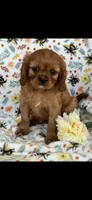 Bella, a female Cavalier King Charles Spaniel for sale in Sturgis, MI – 4 of 7
