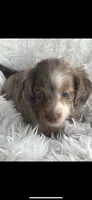 Jada, a female Miniature Dachshund for sale in Sturgis, MI – 4 of 4