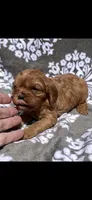 Bella, a female Cavalier King Charles Spaniel for sale in Sturgis, MI – 3 of 7