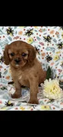 Bella, a female Cavalier King Charles Spaniel for sale in Sturgis, MI – 2 of 7