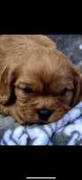 Billy the Kid, a female Cavalier King Charles Spaniel for sale in Sturgis, MI – 2 of 8
