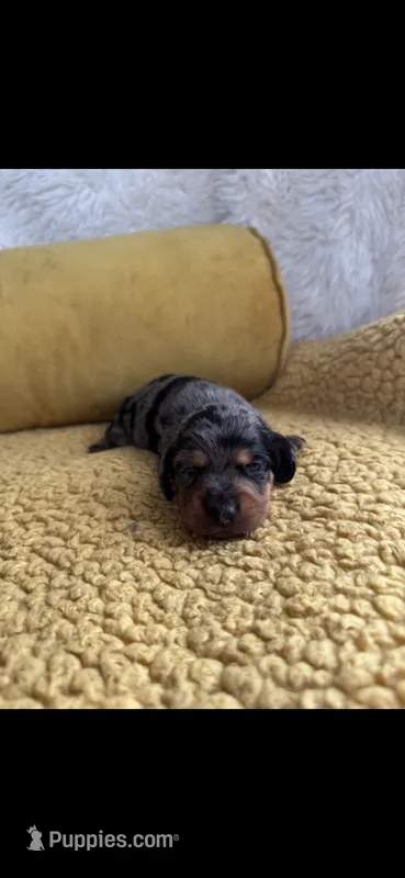 Monty  – Miniature Dachshund puppy for sale in Sturgis, MI
