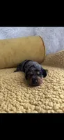 Monty , a male Miniature Dachshund for sale in Sturgis, MI – 1 of 4