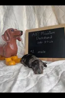 Bowie, a male Miniature Dachshund for sale in Sturgis, MI – Photo 2 of 4