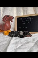 Bowie, a male Miniature Dachshund for sale in Sturgis, MI – Photo 3 of 4