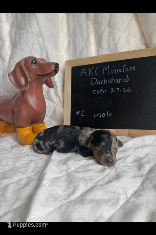 Bowie – Miniature Dachshund puppy for sale in Sturgis, MI