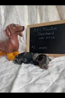 Bowie, a male Miniature Dachshund for sale in Sturgis, MI – Photo 1 of 4