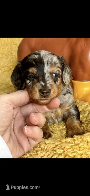 Bowie – Miniature Dachshund puppy for sale in Sturgis, MI