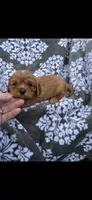 Beauty , a female Cavalier King Charles Spaniel for sale in Sturgis, MI – 3 of 6