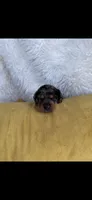 Monty , a male Miniature Dachshund for sale in Sturgis, MI – 3 of 4