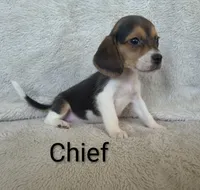 Chief , a male Beagle for sale in Kansas City, KS – 2 of 2