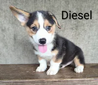 Diesel, a male Australian Cattle Dog and Pembroke Welsh Corgi for sale in Kansas City, KS – 3 of 5