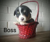 Boss, a male Australian Cattle Dog and Pembroke Welsh Corgi for sale in Kansas City, KS – 5 of 7