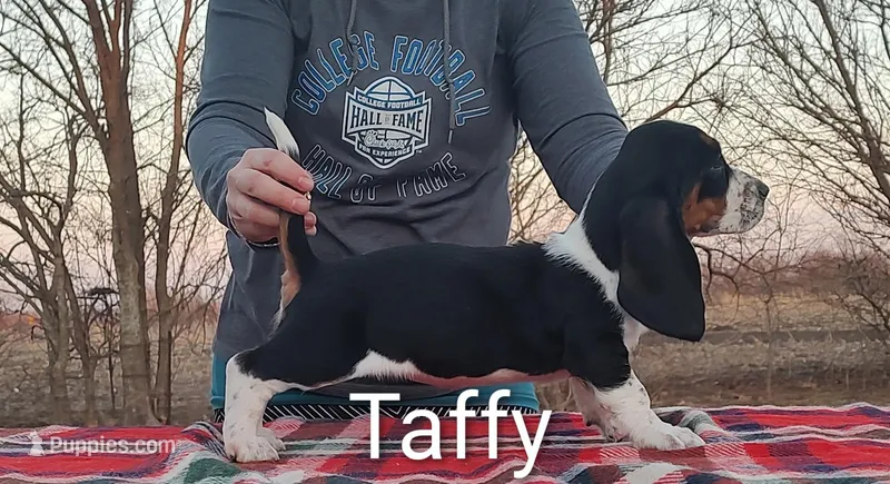 AKC Taffy, a female Basset Hound for sale in Kansas City, KS – Photo 1 of 3