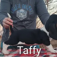 AKC Taffy, a female Basset Hound for sale in Kansas City, KS – Photo 1 of 3