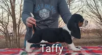 AKC Taffy, a female Basset Hound for sale in Kansas City, KS – Photo 1 of 3