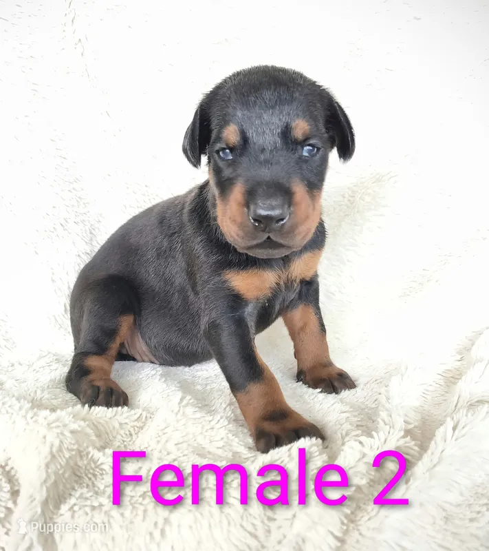European Female 2 – Doberman Pinscher puppy for sale in Kansas City, KS