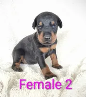 European Female 2, a female Doberman Pinscher for sale in Kansas City, KS – 1 of 4