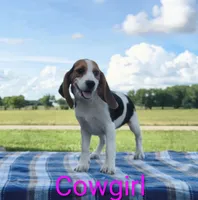 Cowgirl, a female Beagle for sale in Kansas City, KS – 4 of 5