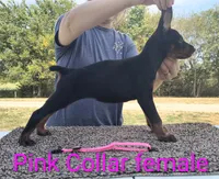 European Pink Collar Female, a female Doberman Pinscher for sale in Kansas City, KS – 3 of 5