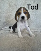 Tod, a male Beagle for sale in Kansas City, KS – 2 of 4