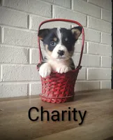 Charity, a female Australian Cattle Dog and Pembroke Welsh Corgi for sale in Kansas City, KS – 3 of 6