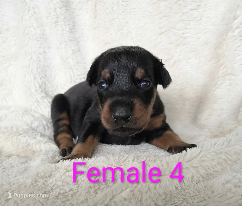 European Female 4 – Doberman Pinscher puppy for sale in Kansas City, KS
