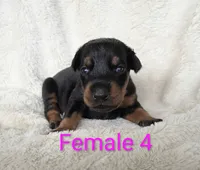 European Female 4, a female Doberman Pinscher for sale in Kansas City, KS – 1 of 5