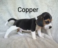 Copper, a male Beagle for sale in Kansas City, KS – 2 of 3