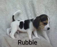 Rubble , a male Beagle for sale in Kansas City, KS – 2 of 4