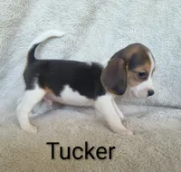 Tucker , a male Beagle for sale in Kansas City, KS – 4 of 4