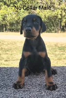 European No Collar Male, a male Doberman Pinscher for sale in Kansas City, KS – 2 of 5