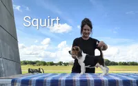 Squirt , a male Beagle for sale in Kansas City, KS – 3 of 4