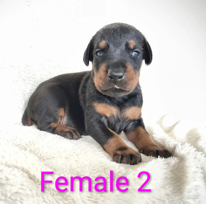 European Female 2 – Doberman Pinscher puppy for sale in Kansas City, KS