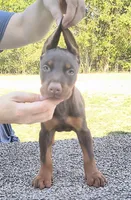 European Red male, a male Doberman Pinscher for sale in Kansas City, KS – 1 of 6