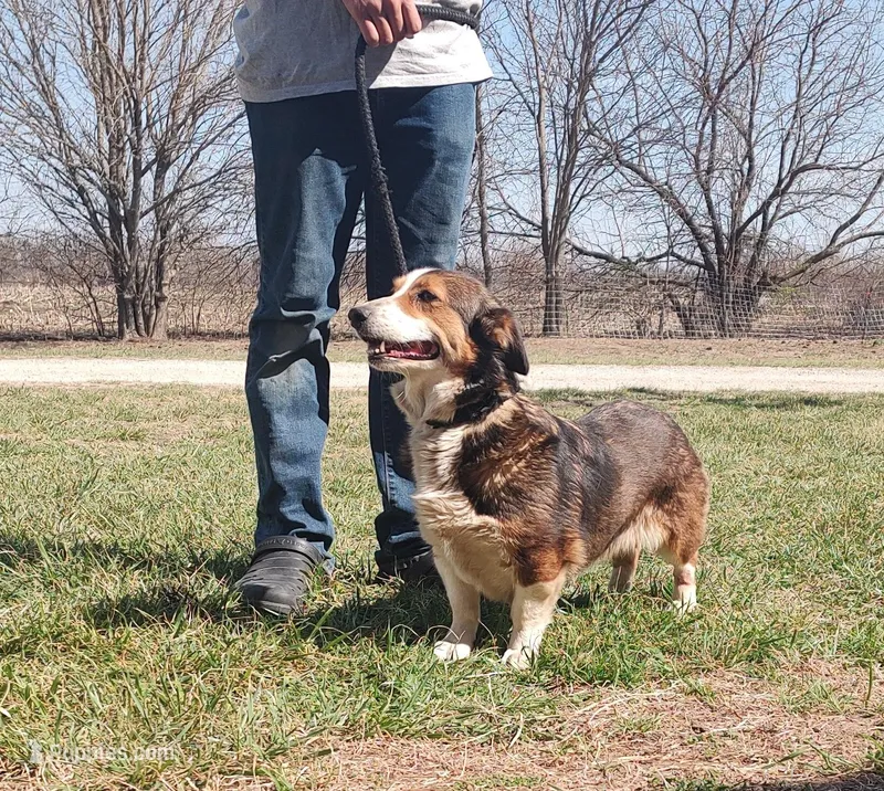 Gracie  – Australian Shepherd, Pembroke Welsh Corgi puppy for sale in Kansas City, KS