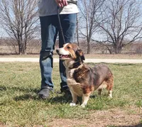 Gracie , a female Australian Shepherd and Pembroke Welsh Corgi for sale in Kansas City, KS – Photo 1 of 2