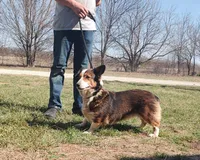 Gracie , a female Australian Shepherd and Pembroke Welsh Corgi for sale in Kansas City, KS – Photo 2 of 2