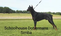 European Male 1, a male Doberman Pinscher for sale in Kansas City, KS – 3 of 4