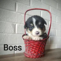 Boss, a male Australian Cattle Dog and Pembroke Welsh Corgi for sale in Kansas City, KS – 4 of 7