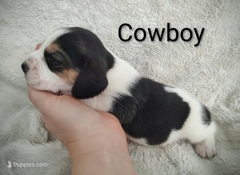 Cowboy